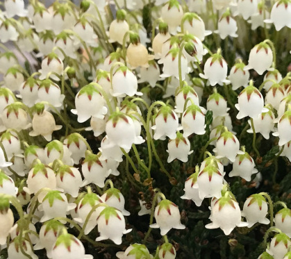 Cassiope 'Askival Snowbird' 